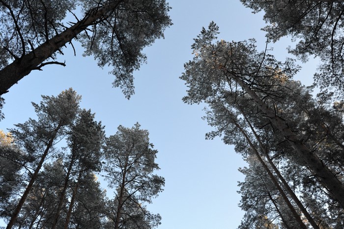 Pine trees covered in snow against a clear sky