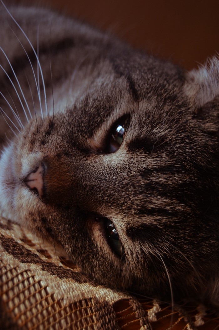 Close up of a tabby cat's face