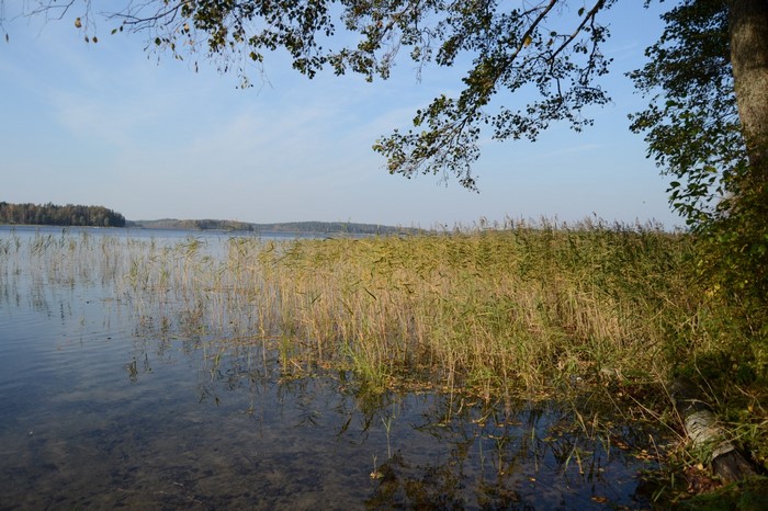 Lake with reeds and trees in autumn