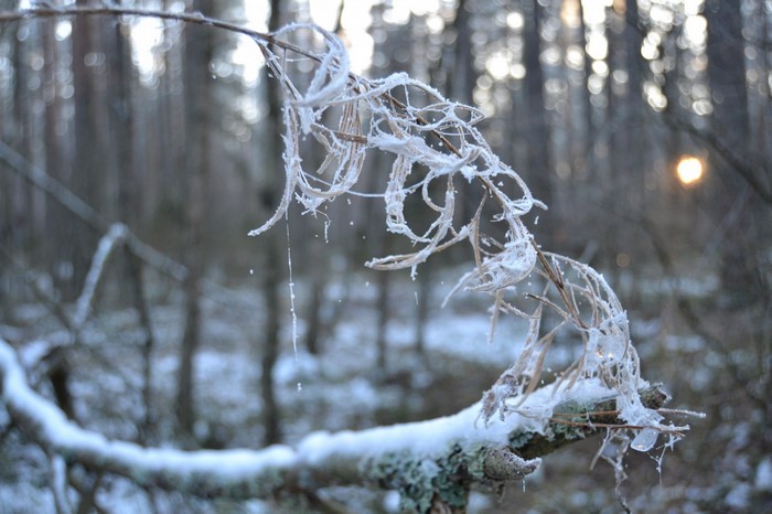 Frost-covered branch in a winter forest
