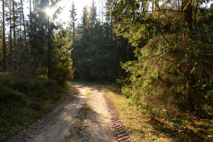 Dirt road through a sunlit forest in autumn