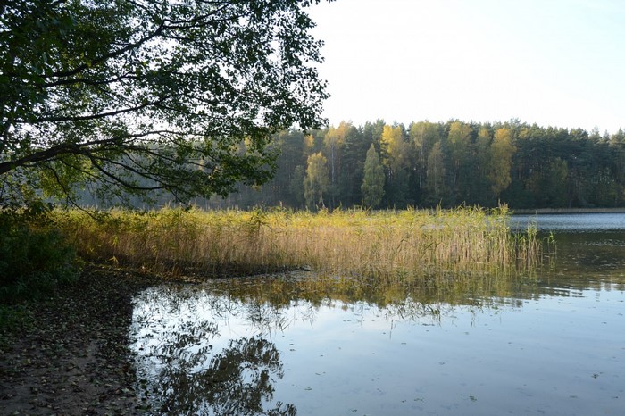Lake with reeds and trees in autumn