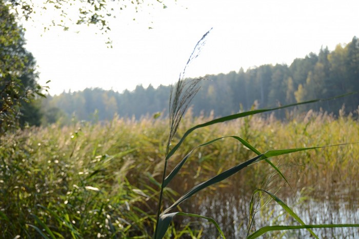 Reeds by a forest lake in autumn sunlight