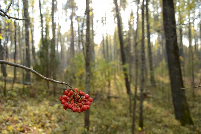 Red berries on a branch in an autumn forest