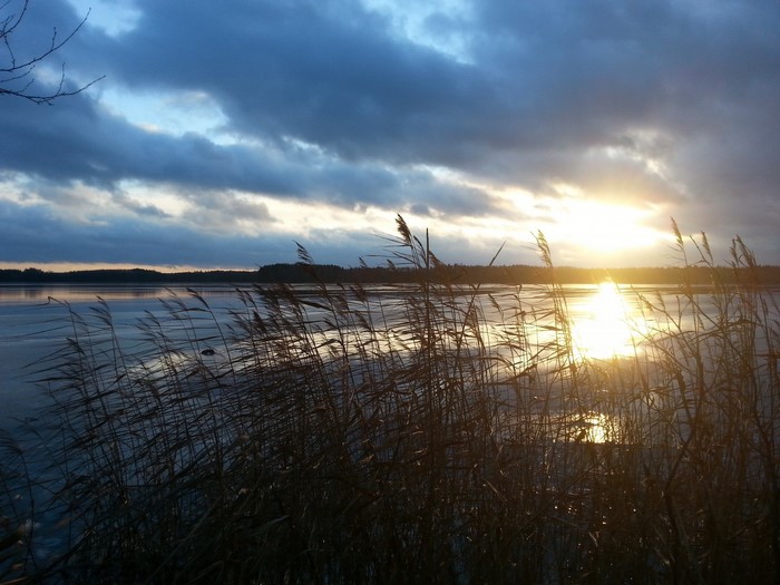 Sunset over a frozen lake with reeds in the foreground