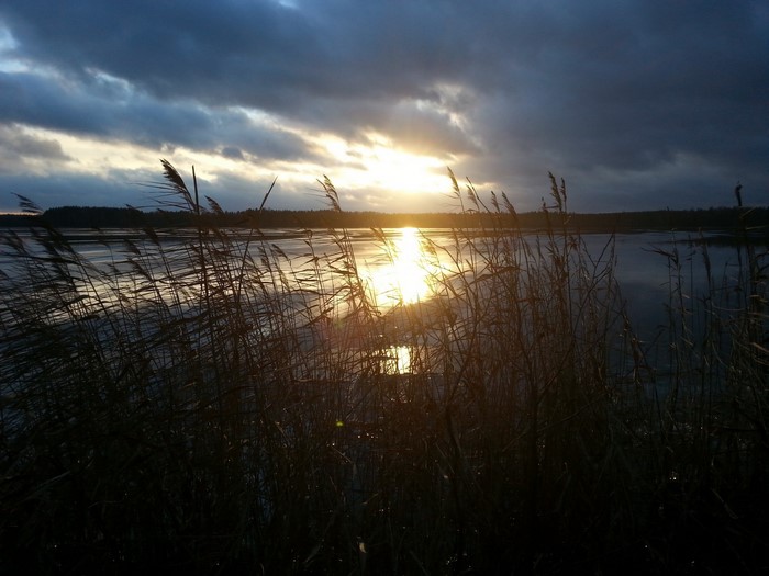 Sunset over a lake with reeds in the foreground