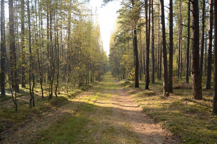 A dirt path through a sunlit forest in autumn