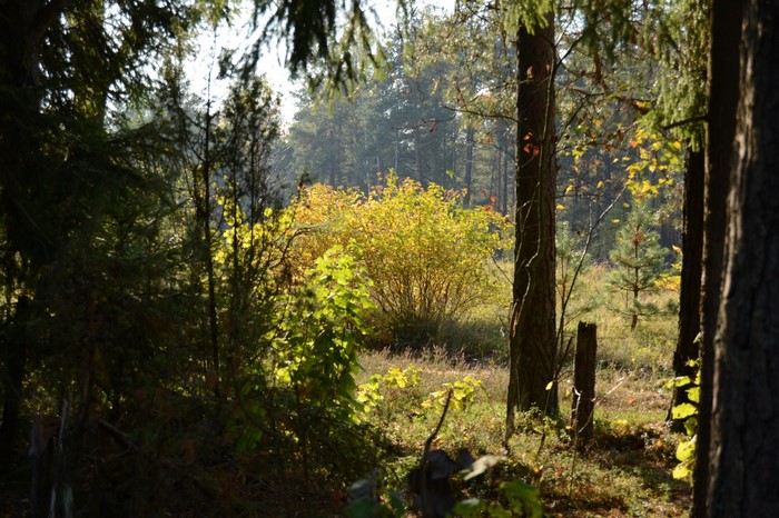 Sunlight filtering through trees in an autumn forest
