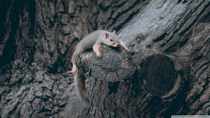Squirrel resting on a tree trunk