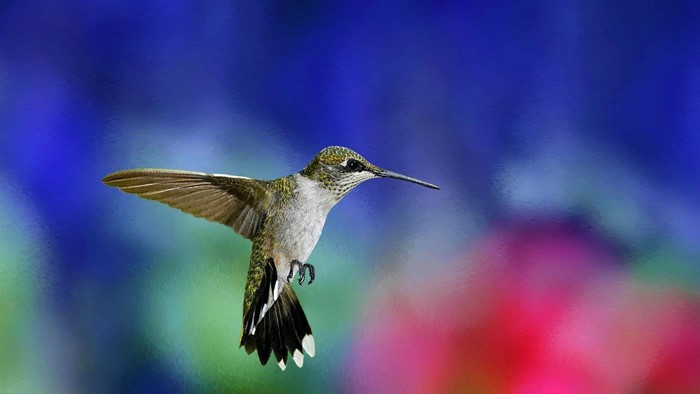 Hummingbird in flight against a colorful background