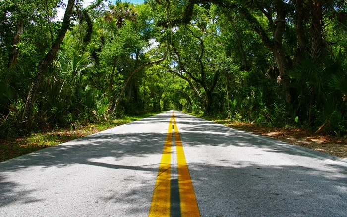 Road through a tree tunnel