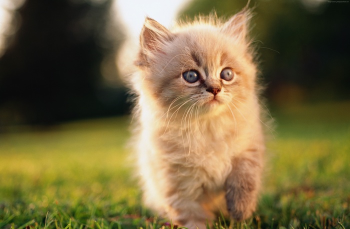green grass, nature, wool, gray, kitten, Cat, animal, cute, eyes, pet, blue