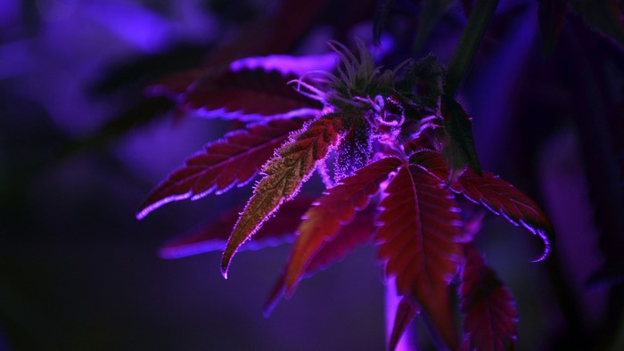 Close up of cannabis leaves under purple light