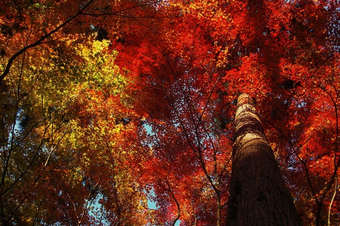 Autumn trees with red and yellow leaves