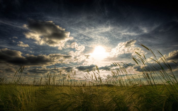 Wheat field under dramatic cloudy sky at sunset
