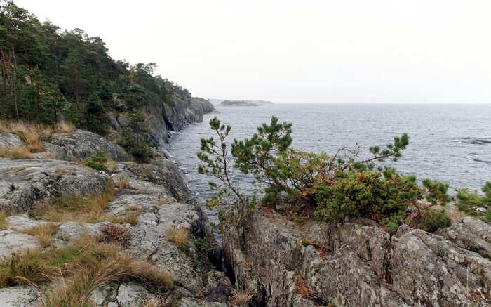 Rocky coastline with pine trees and the sea