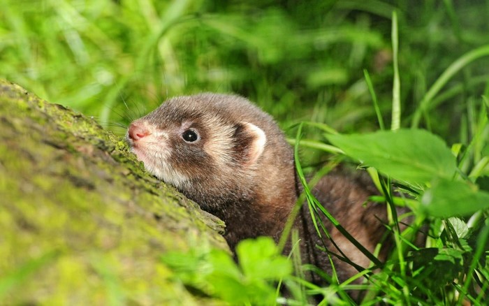 A ferret peeks from behind a mossy log in green grass
