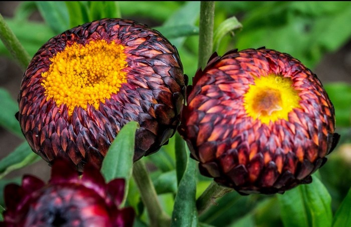 Two unopened strawflower buds with yellow centers