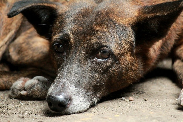 Close-up of a brindle street dog lying down
