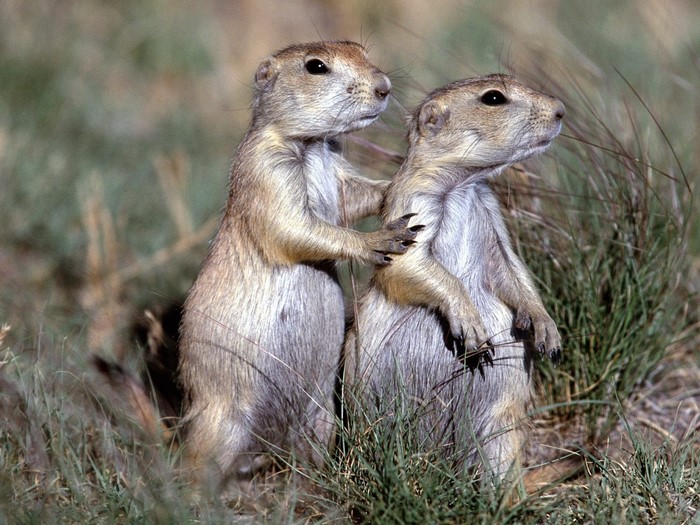 Two prairie dogs standing in grass