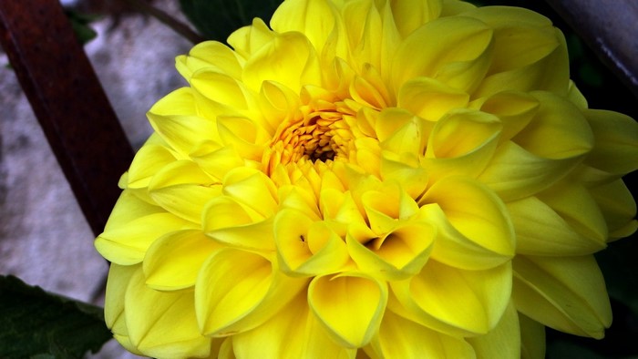 Close-up of a bright yellow dahlia flower
