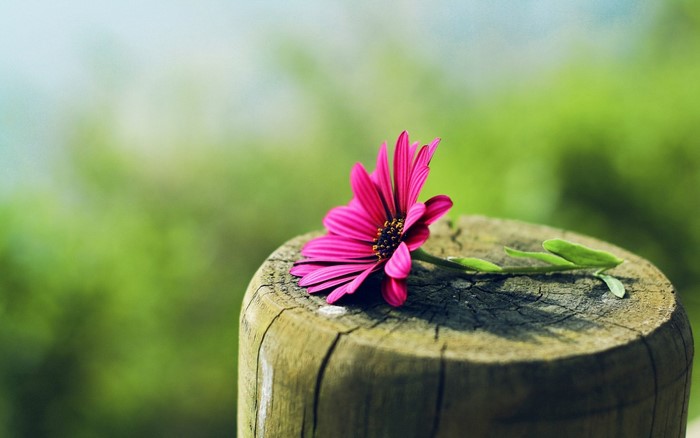 Pink flower on a wooden post with green background
