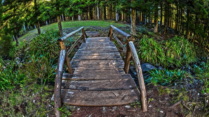 Wooden bridge in a forest with lush greenery