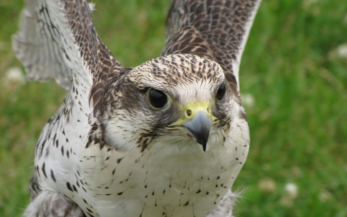 Close-up of a falcon with wings spread