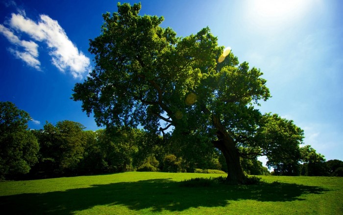 A large tree in a green field under a blue sky