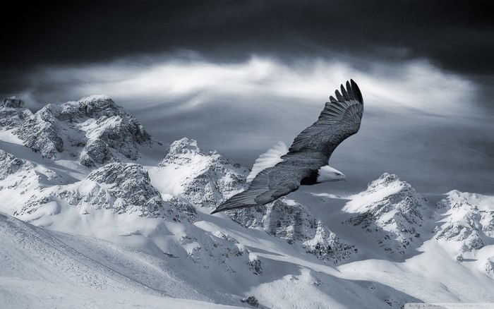 Eagle flying over snow-covered mountains