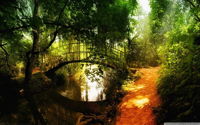 Bridge over a stream in a sunlit forest