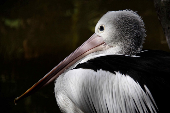 Close-up of an Australian Pelican