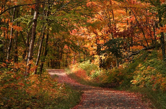 Autumn forest path with colorful leaves