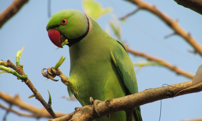 Green Indian Ringneck Parakeet eating on a branch