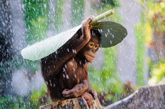 green, nature, rain, animal, tourism, Congo River, leaves, monkey, Chimpanzee, banana