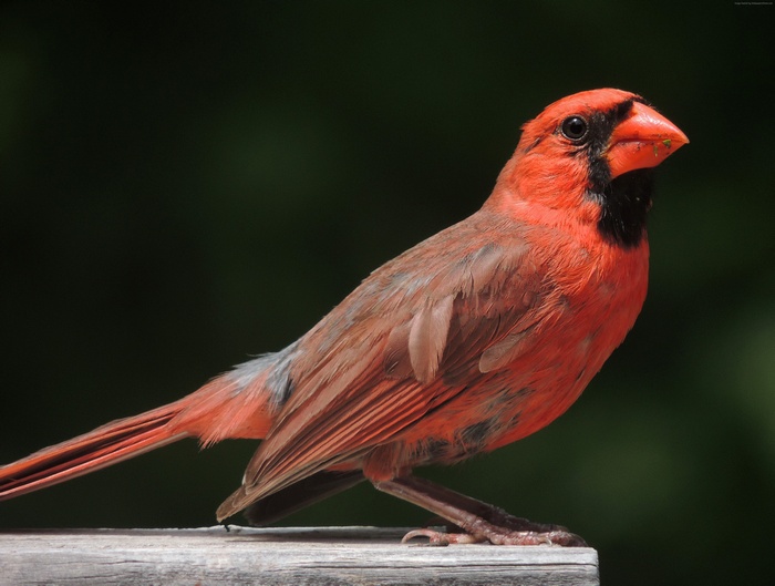 Northern Cardinal perched on a wooden surface