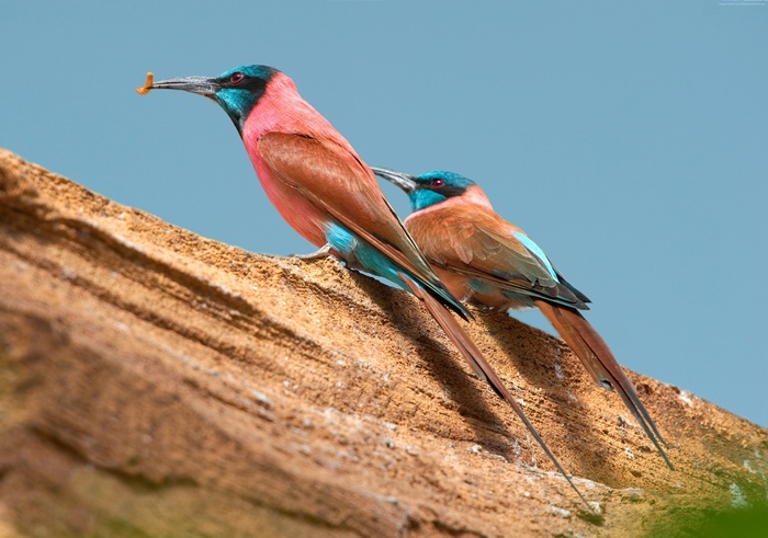 Two Northern Carmine Bee-eaters on a branch with a worm