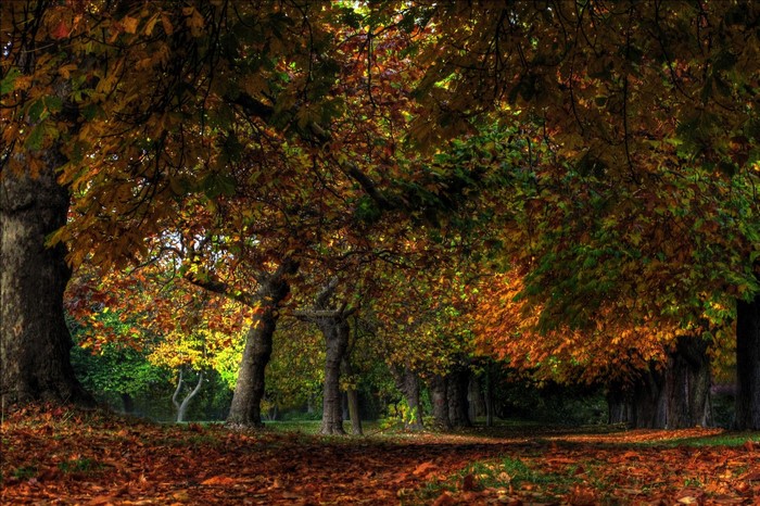 Autumn forest path with fallen leaves and trees