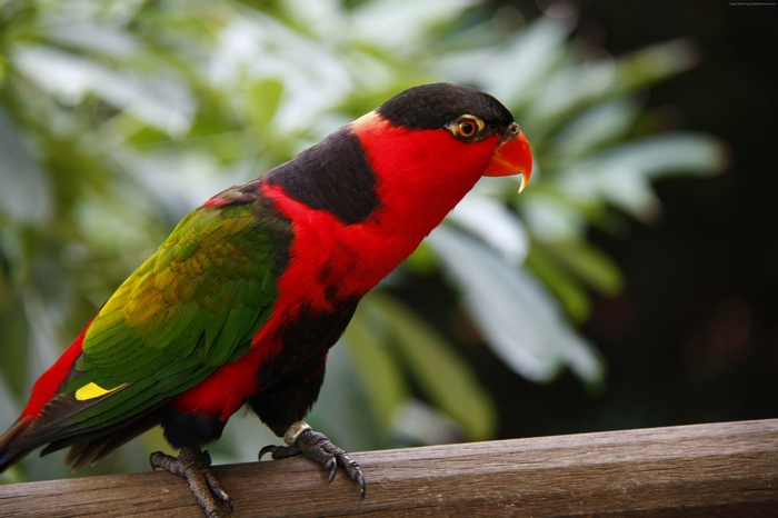 Black-headed Parrot perched on a wooden branch