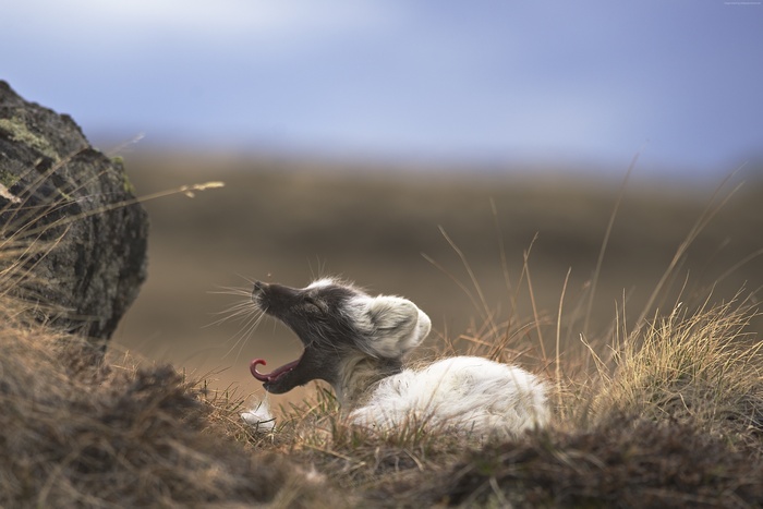 Arctic fox yawning in the grass near a rock