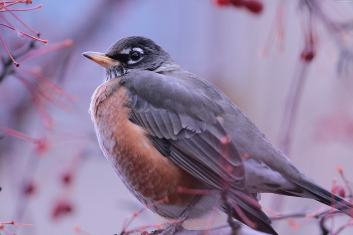 American Robin bird perched on a branch
