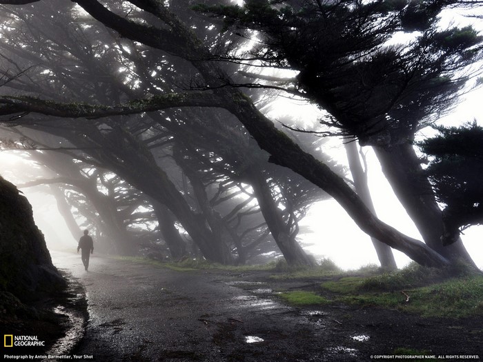 Man walking on a path through a misty forest