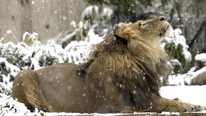 Lion in the snow at the zoo
