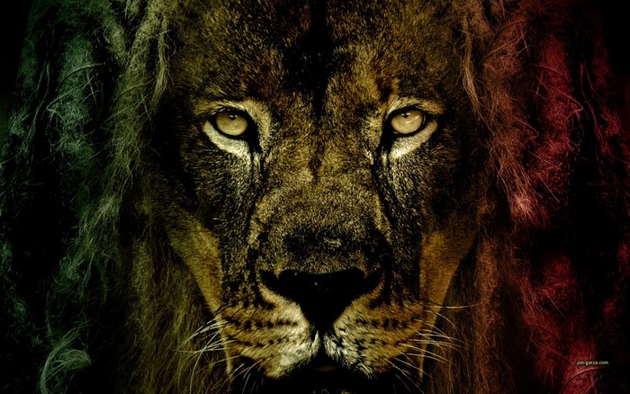 Lion with Rasta Mane