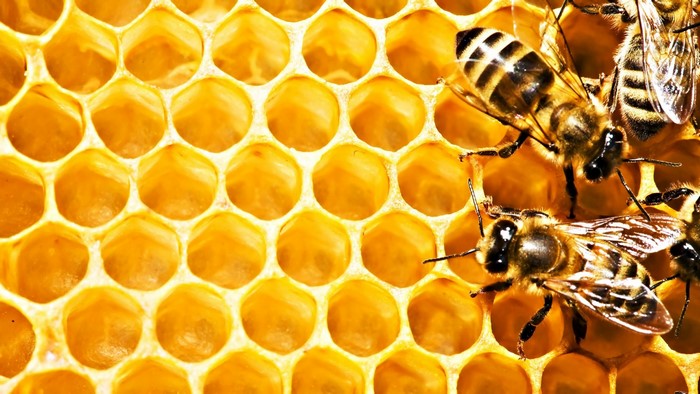 Close-up of Honey Bees on Honeycomb