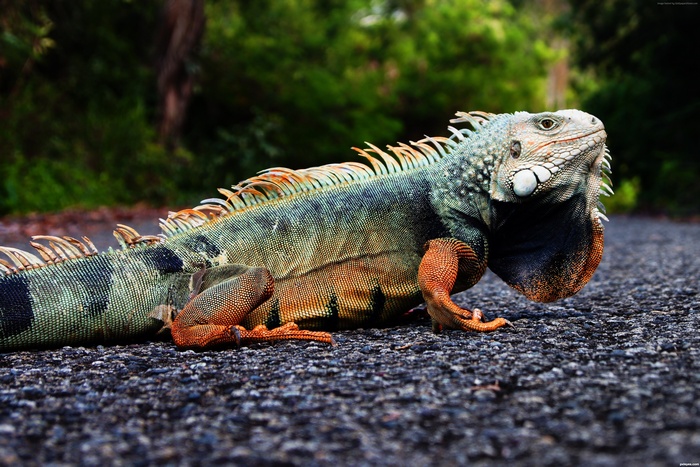 Green Iguana on a Road in Puerto Rico