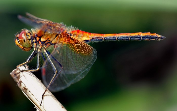 Close-up of a colorful dragonfly on a plant stem