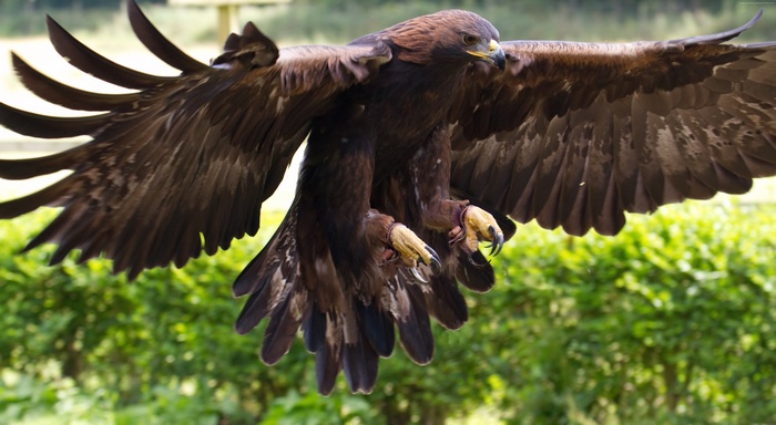 Golden Eagle in flight with wings spread