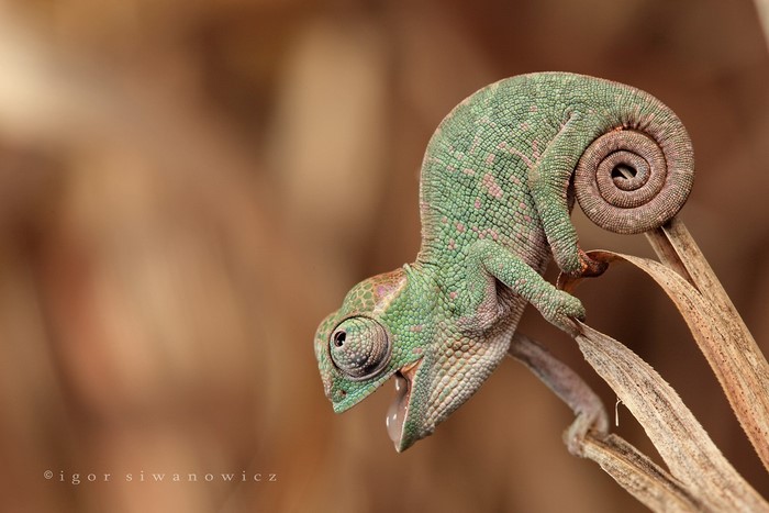 Baby chameleon with mouth open on a dry plant