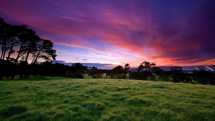 Grassy hill with trees at sunset
